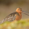 Brehous rudy - Limosa lapponica - Bar-tailed Godwit 7843